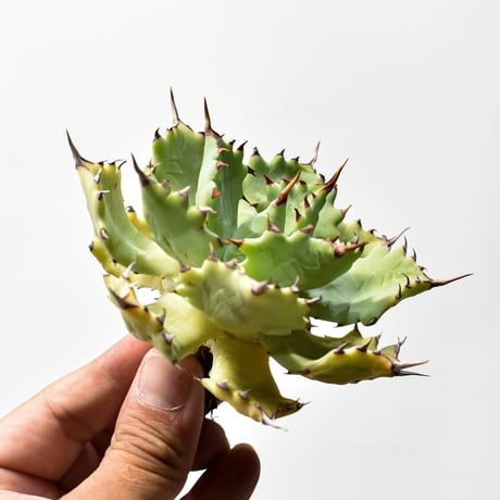 アガベ ハイブリット 特白肌怒雷神【台湾huplants2010産/中株販売】RF25012255