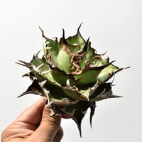 アガベ チタノタ "精品ハデス" / 精品黒帝斯、精品恐竜牙歯 【台湾 dragon agave産/中株/抜き苗】B