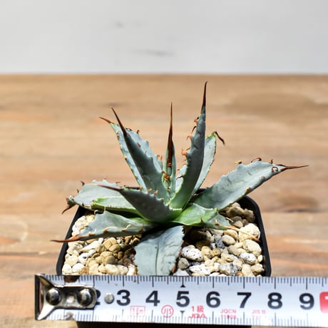 【百鬼夜行 その二】アガベ 特白肌×妖炎 "魍魎"【台湾botanical_seeker産】A