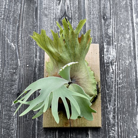 ビカクシダ ハウス ワイルド 2 / Platycerium house wild 2 コウモリラン プラティケリウム【comolebi plants】RFCM-W0027