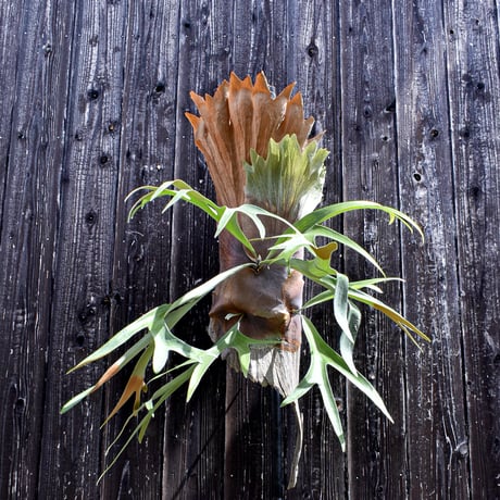 ビカクシダ ヒリーフラフープ / Platycerium hillii hulahoop　 コウモリラン プラティケリウム【comolebi plants】RFCM-W0006