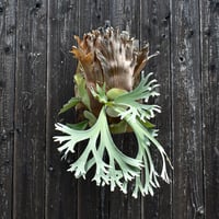 ビカクシダ ウィリンキー ワイルド  / Platycerium willinckii wild  プラティケリウム コウモリラン【comolebi plants】RFCM-W0012
