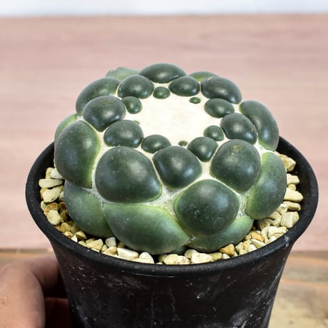 コリファンタ 刺無象牙丸 【カキ仔】RFHK-1281