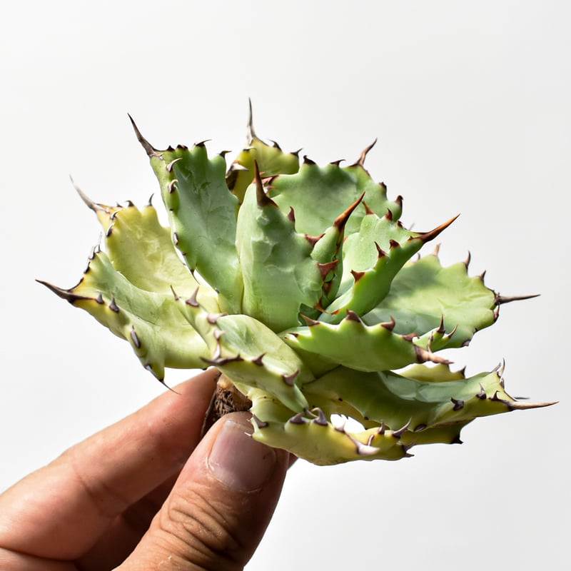 アガベ ハイブリット 特白肌怒雷神【台湾huplants2010産/中株販売