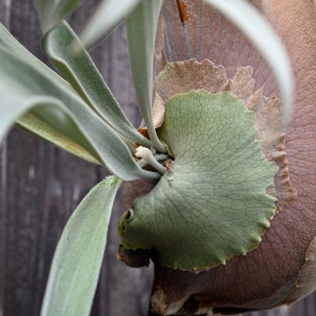 ビカクシダ ウィリンキー×レモイネイ  / Platycerium willinckii ×Lemoinei コウモリラン プラティケリウム【comolebi plants】RFCM-W0022