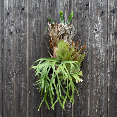 ビカクシダ ウィリンキー クイーン スワンガン  / Platycerium willinckii Queen Sawangan 【comolebi plants】RFCM-W0016