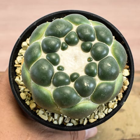 コリファンタ 刺無象牙丸 【カキ仔】RFHK-1280