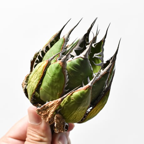 アガベ 精品ホリダ "精品狂刺霍利達"【台湾 dragon agave産/中株/抜き苗】C