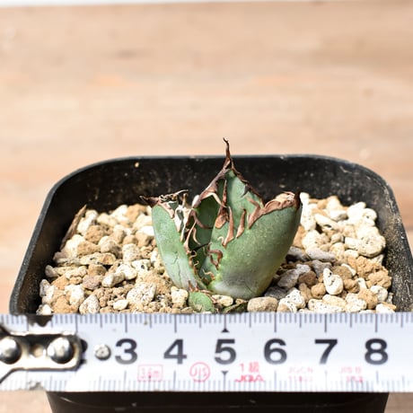 アガベ チタノタ "九歯釘耙" 【台湾huplants2010産/子株販売/実生選抜個体】RF25012250