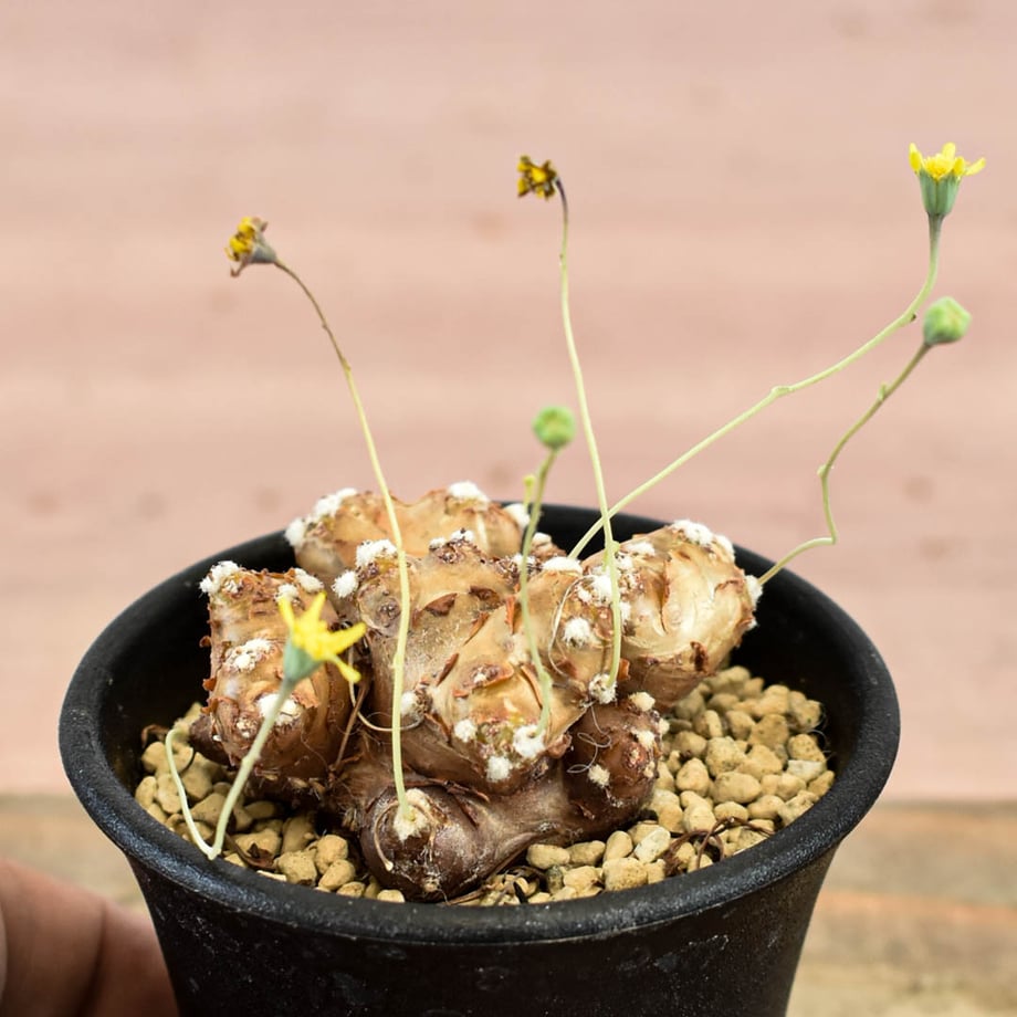 6a88d034926756b4a88cc5a7