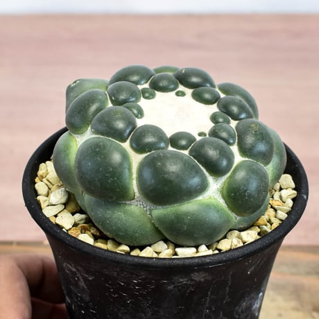 コリファンタ 刺無象牙丸 【カキ仔】RFHK-1281