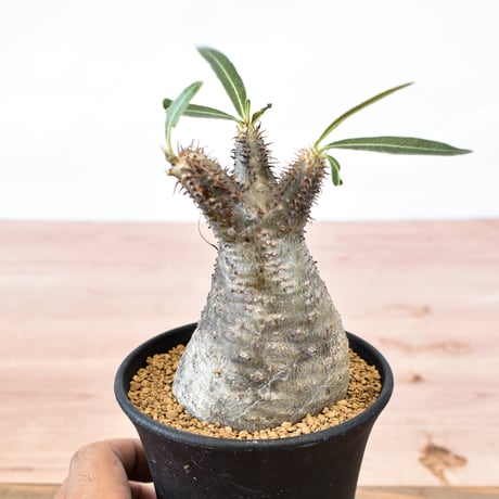 パキポディウム グラキリス  RFHK-819
