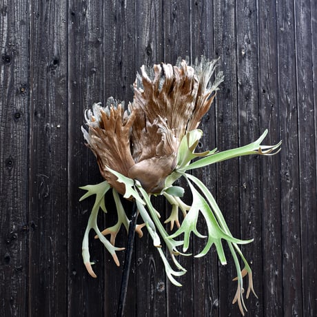 ビカクシダ ウィリンキー / Platycerium willinckii　コウモリラン プラティケリウム 【comolebi plants】RFCM-W0002