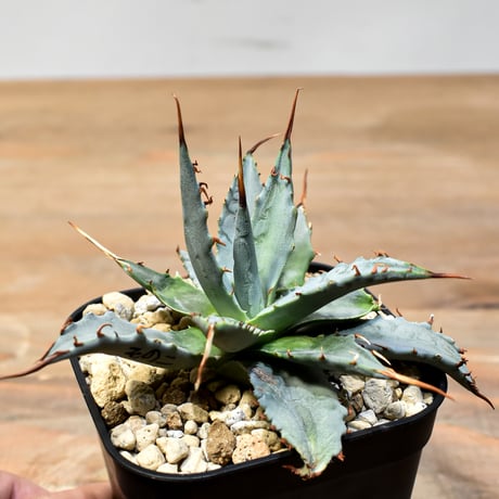 【百鬼夜行 その二】アガベ 特白肌×妖炎 "魍魎"【台湾botanical_seeker産】A