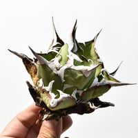 アガベ チタノタ "精品ハデス" / 精品黒帝斯、精品恐竜牙歯 【台湾 dragon agave産/中株/抜き苗】RF25012177