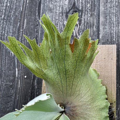 ビカクシダ ハウス ワイルド 2 / Platycerium house wild 2 コウモリラン プラティケリウム【comolebi plants】RFCM-W0027