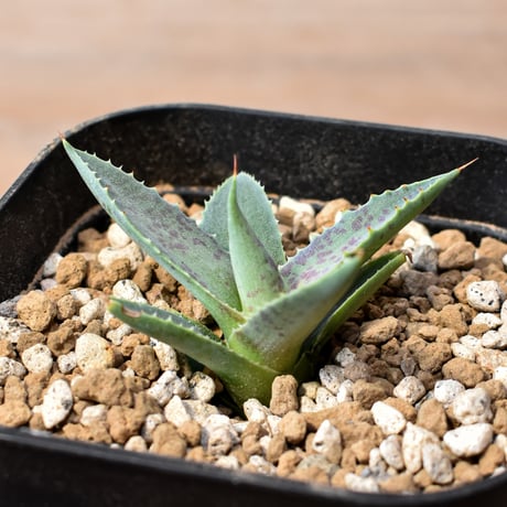 アガベ ハイブリット "邪霊" (特白肌怒雷神×血妖) 【台湾botanical_seeker産】RF25012419