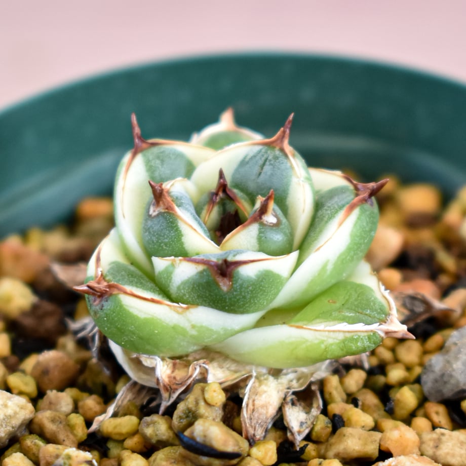 6a84e5321685c9126e4a5aa7