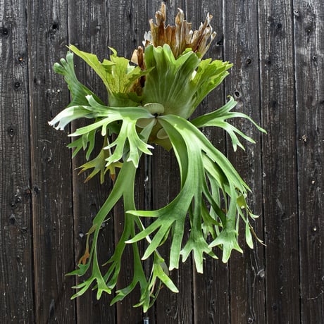 ビカクシダ ウィリンキー ウスー  / Platycerium willinckii ussu プラティケリウム コウモリラン【comolebi plants】RFCM-W0011
