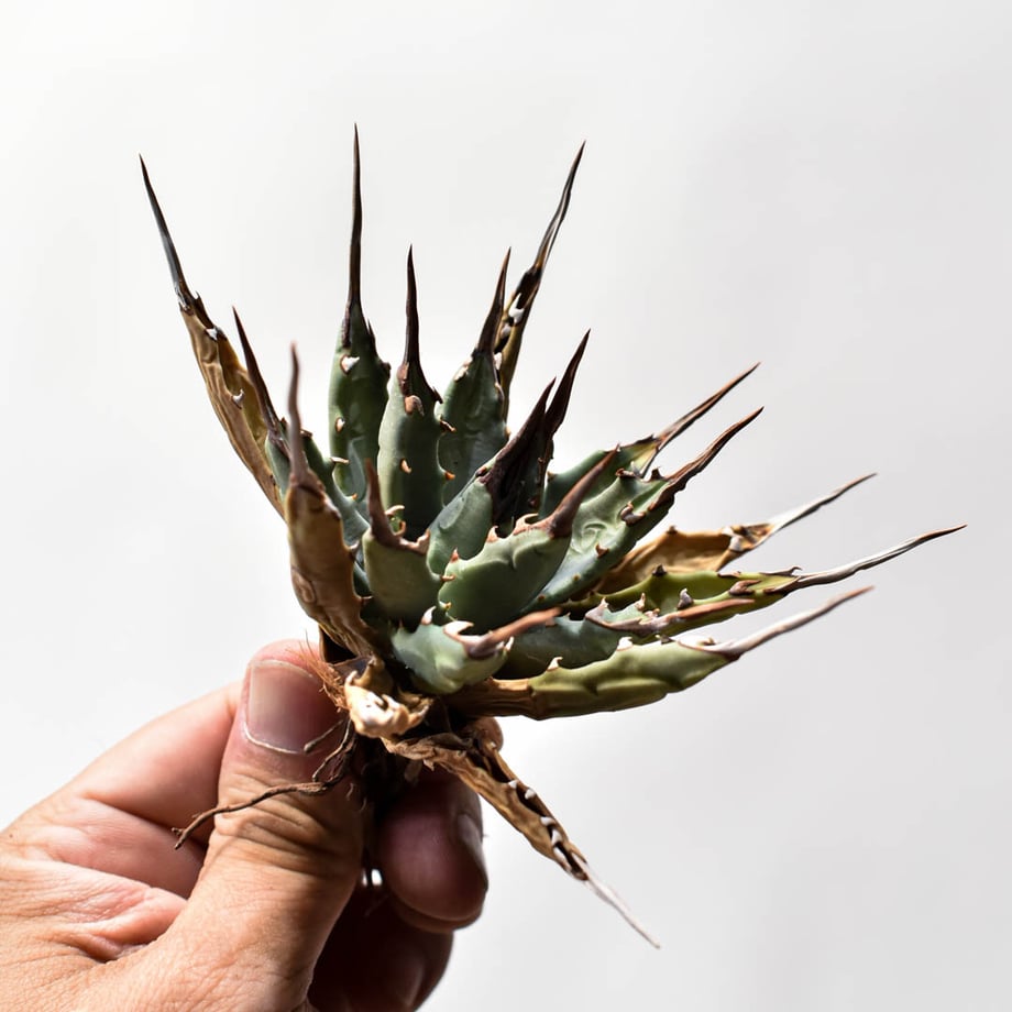 6aa4835220046e292898aef6
