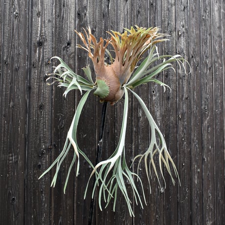 ビカクシダ ウィリンキー×レモイネイ  / Platycerium willinckii ×Lemoinei コウモリラン プラティケリウム【comolebi plants】RFCM-W0022