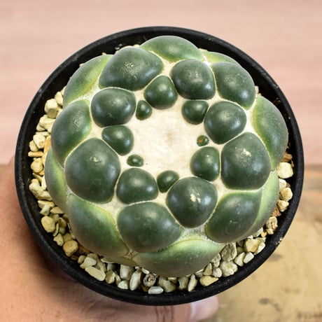 コリファンタ 刺無象牙丸 【カキ仔】RFHK-1280