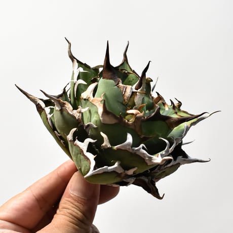 アガベ チタノタ "精品ハデス" / 精品黒帝斯、精品恐竜牙歯 【台湾 dragon agave産/中株/抜き苗】E