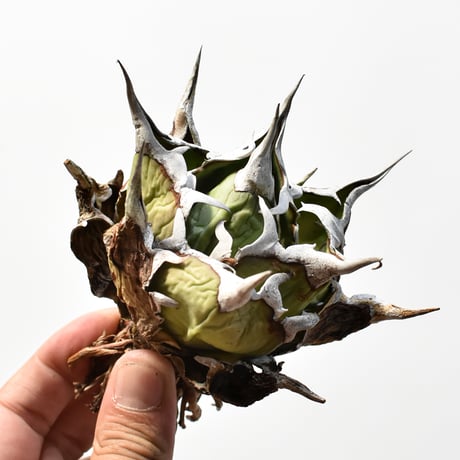 アガベ チタノタ "精品ハデス" / 精品黒帝斯、精品恐竜牙歯 【台湾 dragon agave産/中株/抜き苗】RF25012179