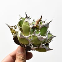 アガベ チタノタ "精品レッドキャットウィーズル" / 精品赤猫 , 精品紅猫  【台湾 dragon agave産/中株/抜き苗】RF25012218