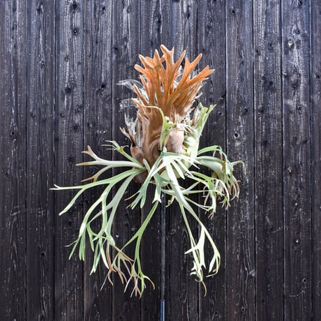 ビカクシダ ウィリンキー / Platycerium willinckii　コウモリラン プラティケリウム 【comolebi plants】RFCM-W0004