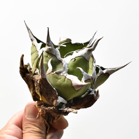 アガベ チタノタ "精品ハデス" / 精品黒帝斯、精品恐竜牙歯 【台湾 dragon agave産/中株/抜き苗】RF25012176