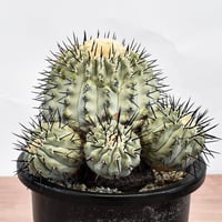 コピアポア シネレア "黒王丸"【カキ仔】RFHK-1254