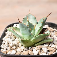 アガベ ハイブリット "A28" (特白肌怒雷神×血妖) 【台湾huplants2010産/子株販売】RF25012269