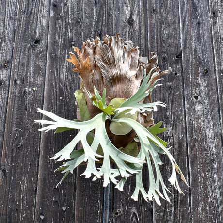 ビカクシダ ウィリンキー ワイルド  / Platycerium willinckii wild  プラティケリウム コウモリラン【comolebi plants】RFCM-W0012