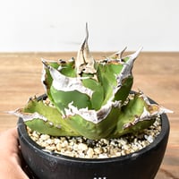 アガベ チタノタ 精品ホワイトファイヤー / 精品白炎, 精品白火焔 【台湾 dragon agave産/中株】RF25012219