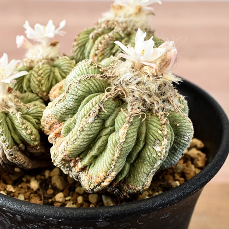 アズテキウム 花籠 RFHK-668