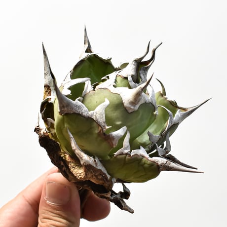アガベ チタノタ "精品ハデス" / 精品黒帝斯、精品恐竜牙歯 【台湾 dragon agave産/中株/抜き苗】RF25012178