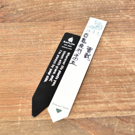 【百鬼夜行 その五】アガベ 雷帝×妖炎 "雷獣"【台湾botanical_seeker産】RF25012411
