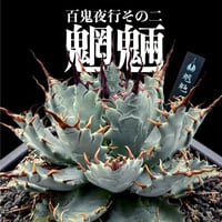 【百鬼夜行 その二】アガベ 特白肌×妖炎 "魍魎"【台湾botanical_seeker産】C