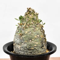 フォークイエリア コルムナリス "観峰玉" 　RFHK-1197