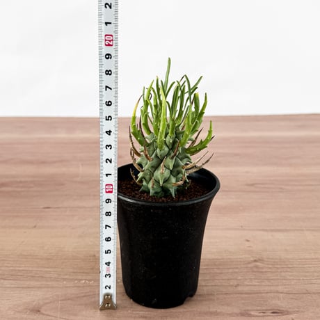 ユーフォルビア スコエンランディ "闘牛角" 【実生】RFHK-1313