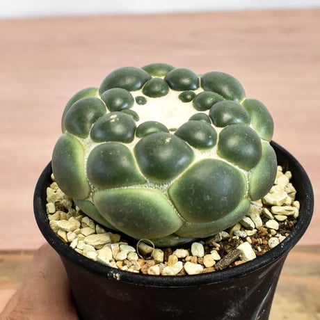コリファンタ 刺無象牙丸 【カキ仔】RFHK-1280