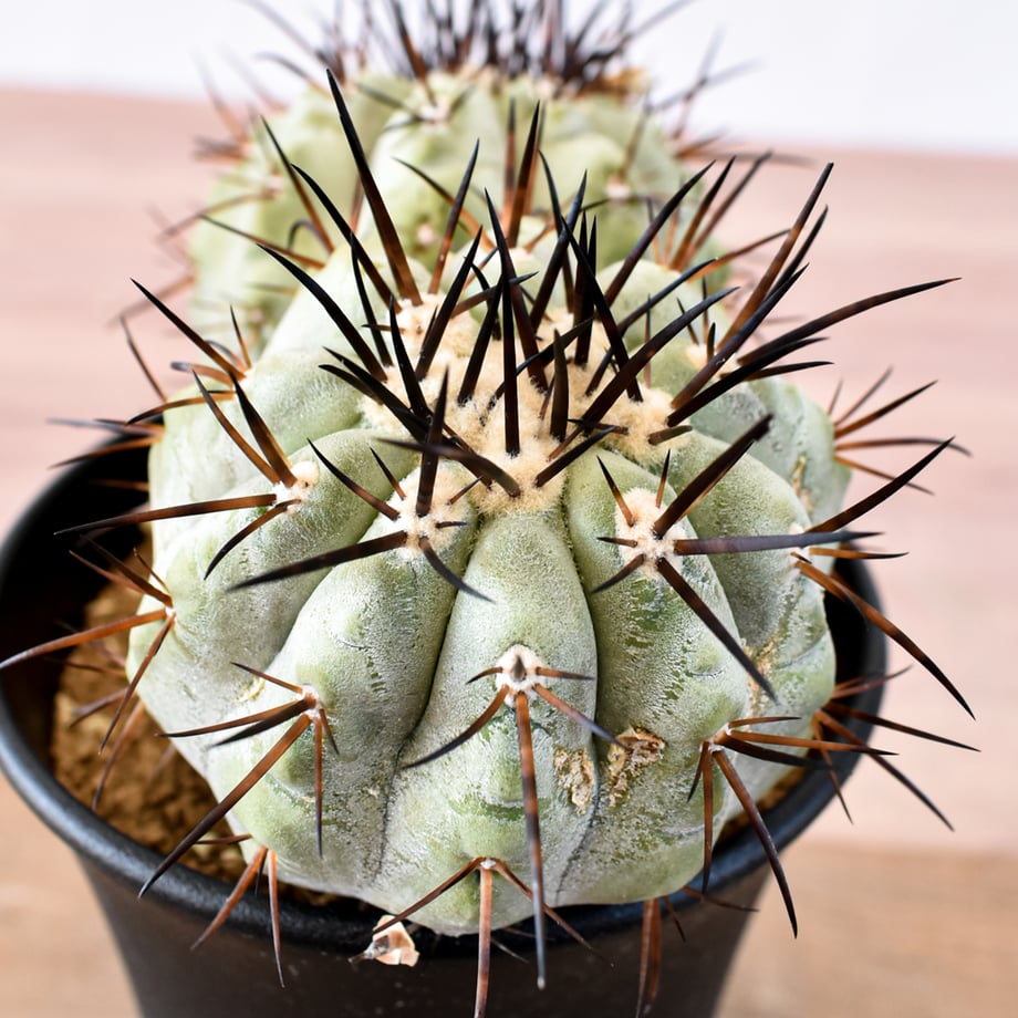 6a7bc19186f8d4750320895d