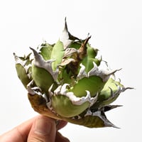 アガベ チタノタ "精品レッドキャットウィーズル" / 精品赤猫 , 精品紅猫  【台湾 dragon agave産/中株/抜き苗】RF25012217