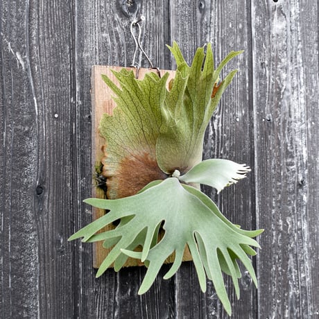 ビカクシダ ハウス ワイルド 2 / Platycerium house wild 2 コウモリラン プラティケリウム【comolebi plants】RFCM-W0027