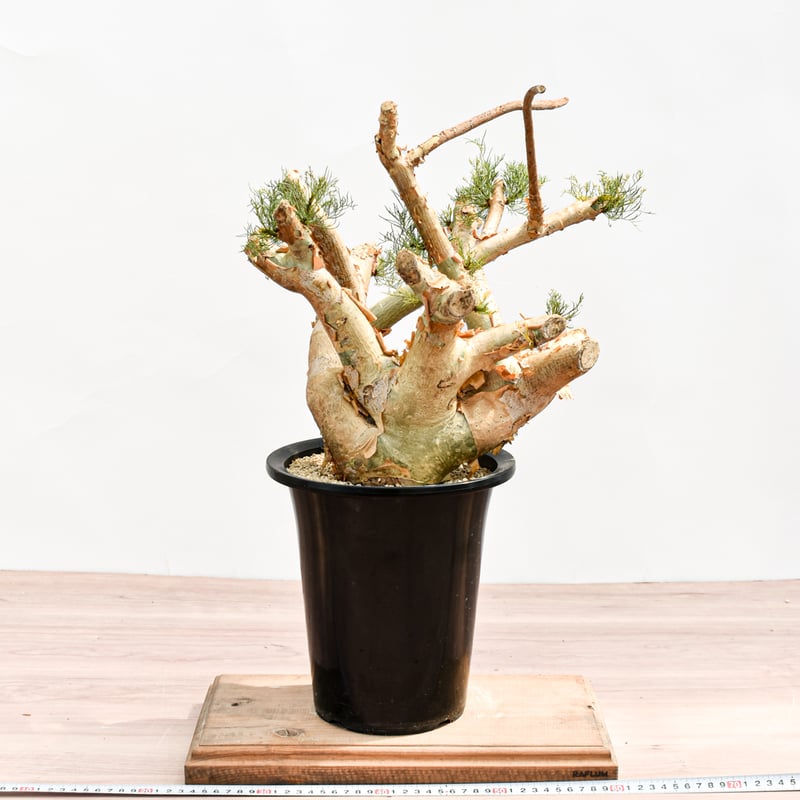 k*6様 週末セール‼️一点のみ‼️珍奇植物‼️実生株 コミフォラ