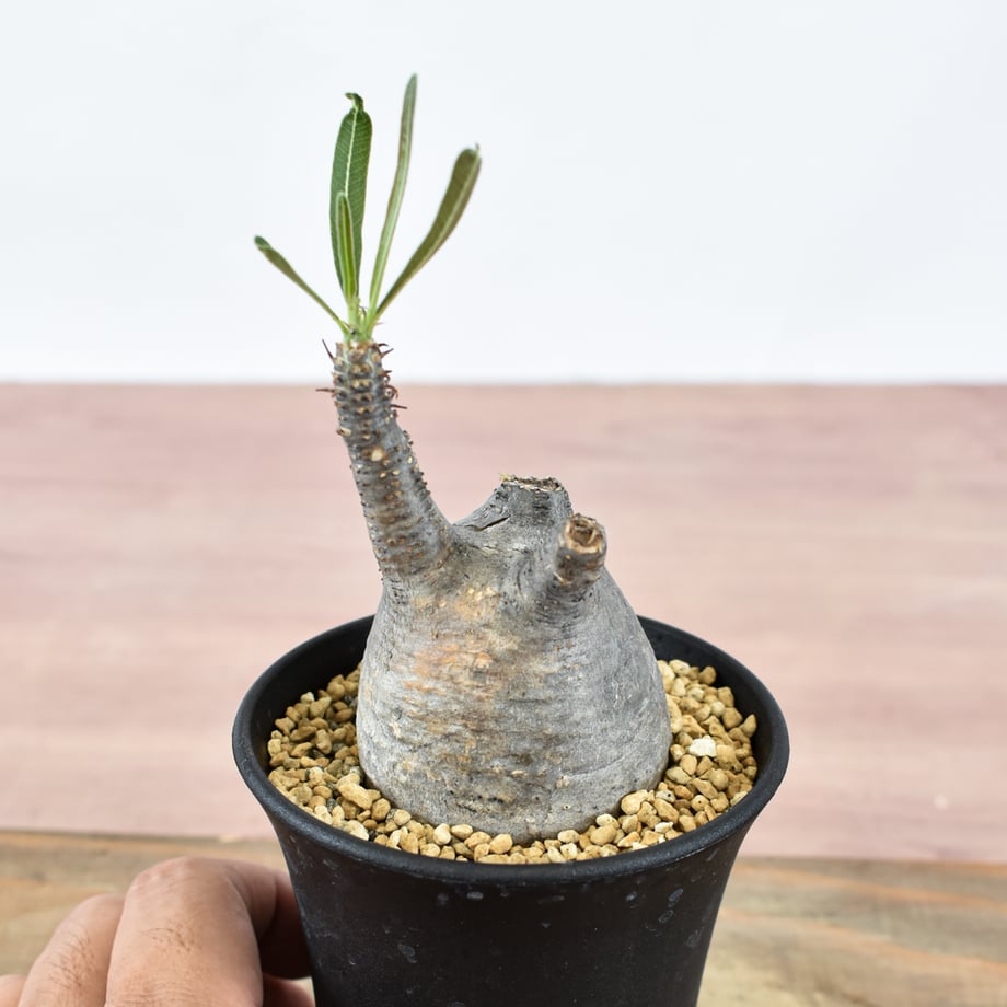 6aa11c1eddb42219851535fa