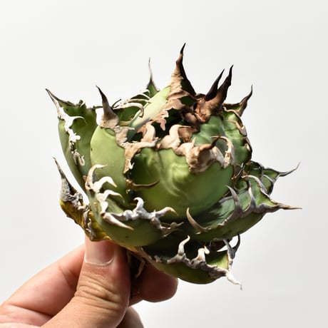 アガベ チタノタ 精品シーザー / 精品凱撒  【台湾 dragon agave産/中株/抜き苗】E