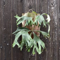 ビカクシダ 風神 / Platycerium Fujin コウモリラン プラティケリウム【comolebi plants】RFCM-W0018