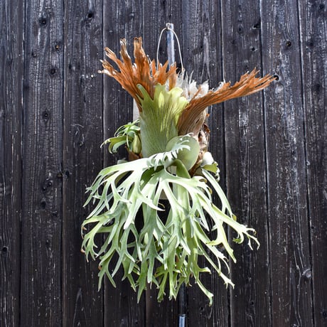 ビカクシダ ウィリンキー 月光爪哇(ゲッコウジャワ) / Platycerium willinckii   コウモリラン プラティケリウム【comolebi plants】RFCM-W0007